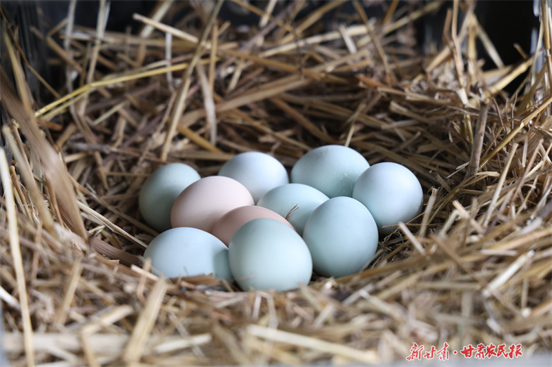 圖為木林鄉(xiāng)東陽寨村生態(tài)養(yǎng)殖基地的五黑雞蛋