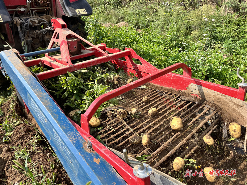 個大渾圓的早熟洋芋破土而出。 董春輝 攝