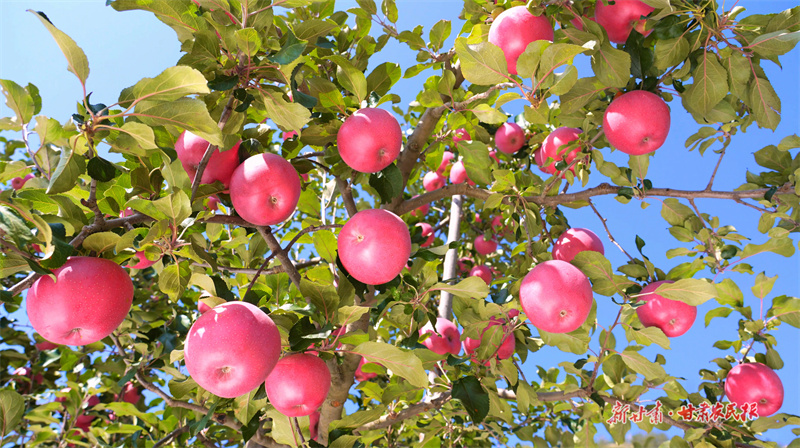 果園里紅彤彤的果實綴滿枝頭,蘋果進(jìn)入采摘期3(司磊攝)