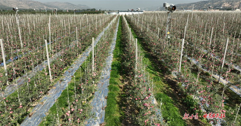 位于靜寧縣新品種矮化密植園內(nèi)蘋果已掛滿枝頭1(司磊攝)