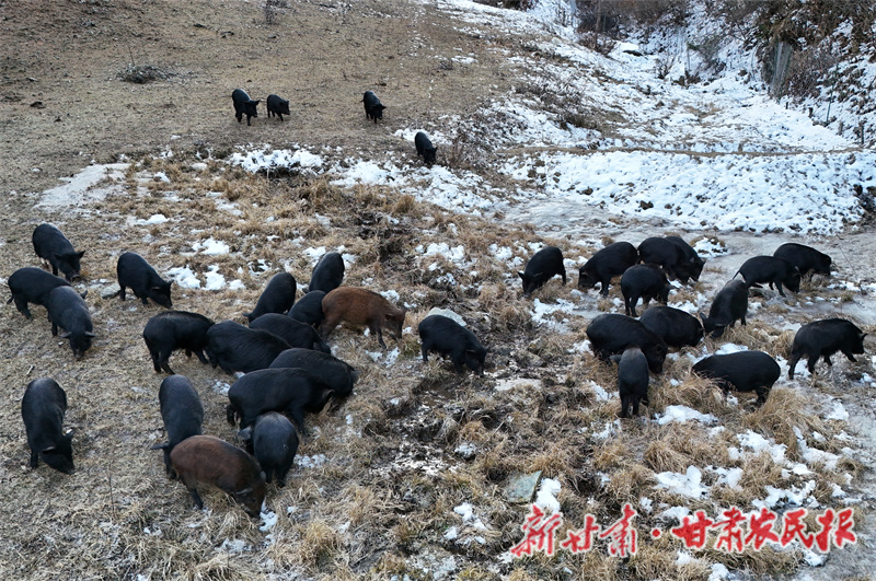 1764755861835672.jpg 1764676005338048778.jpg