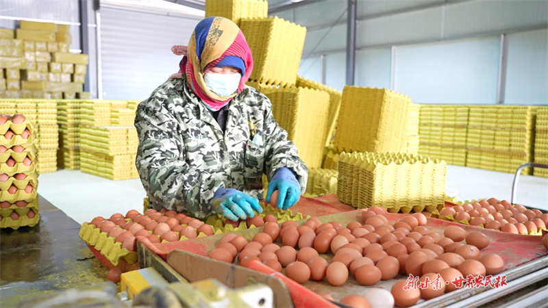 工人余車紅將新鮮雞蛋分揀、裝盤