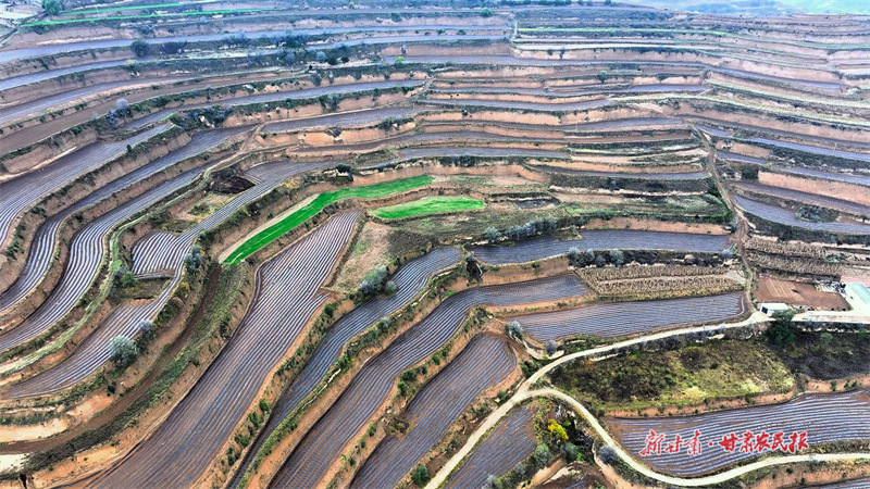 莊浪縣柳梁鎮覆膜現場